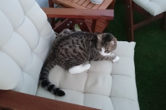 DSC_0133-e1511724807576