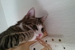 DSC_0118-e1511725294675