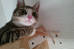 DSC_0119-e1511725278351