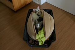 2016-10-09 11.21.43-1920x2586