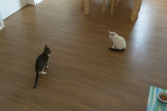 2016-10-10 06.58.26-1920x2560