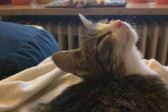 2016-10-14 06.20.32-1920x2560