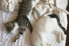 2016-10-16 13.10.26-1920x2560