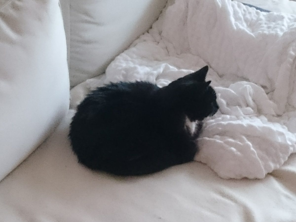 Probleme bei der Zusammenführung – mit der Katzenpsychologin auf der Couch