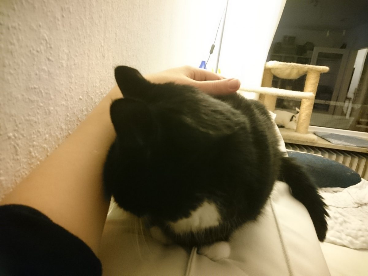 Feline Hyperthyreose und CNE – Bitte was?