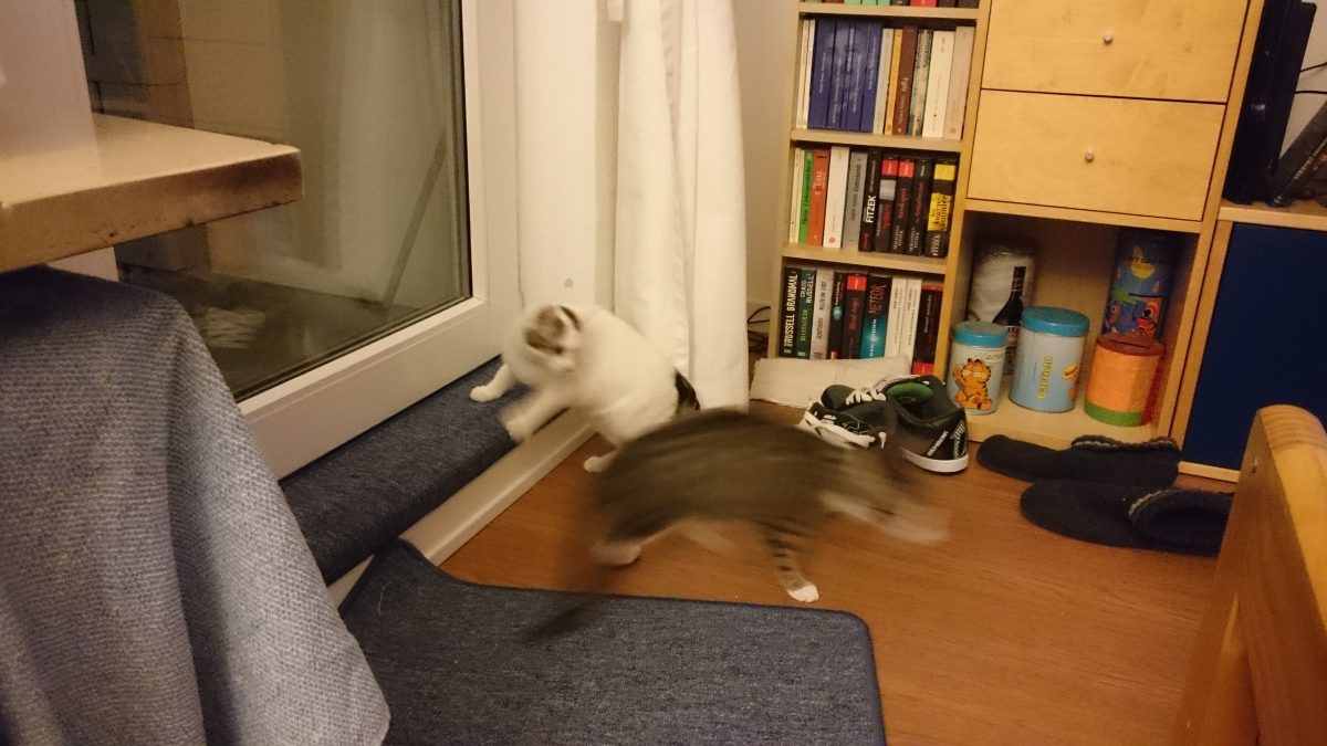 Du entkommst mir nicht!