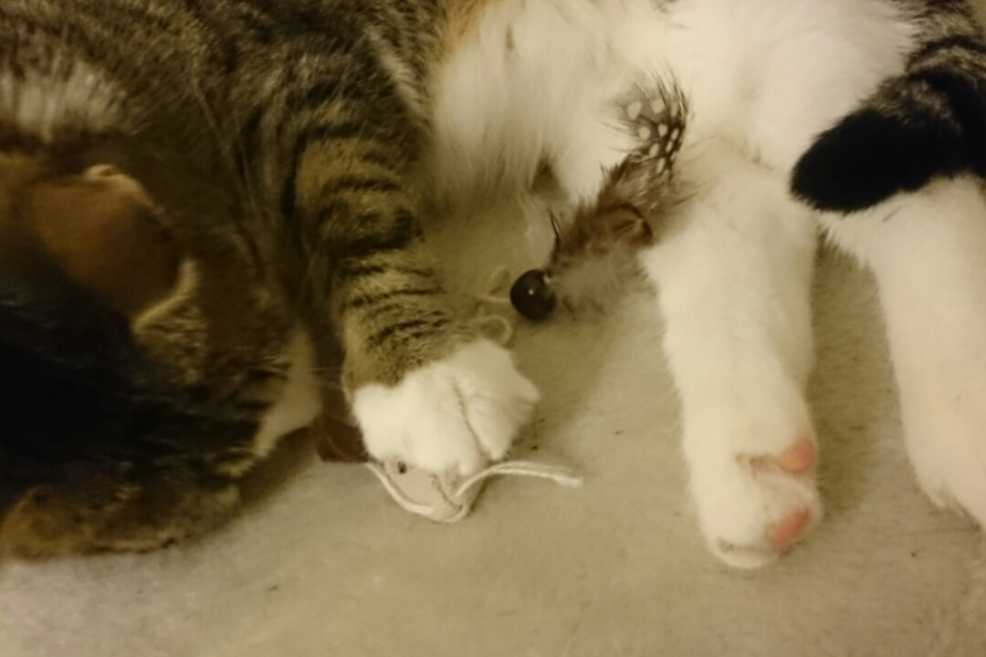 Eine Maus kommt selten allein