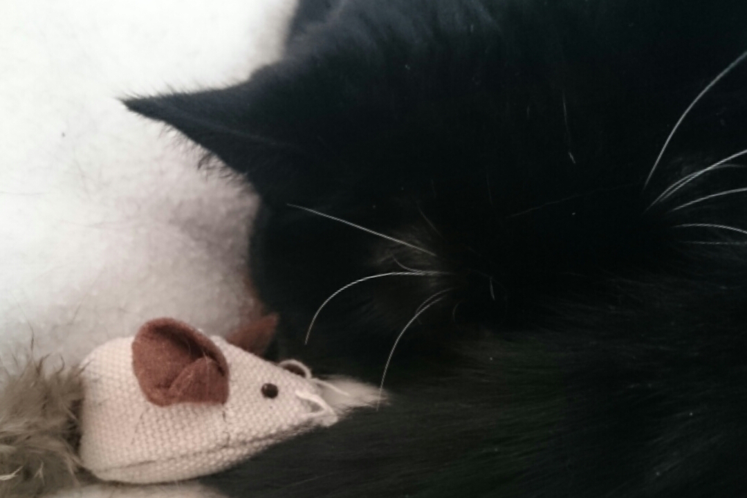 Die Lady und der Moppel