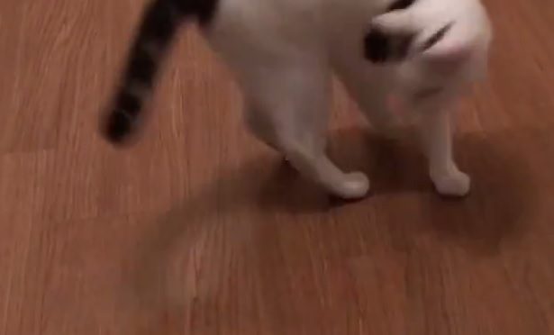 Dreh dich, kleine Maja – Vom Schattentanz